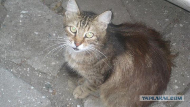Котовторник 04.08.2015