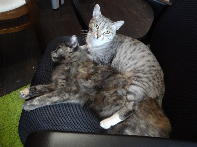 Котовторник 15-09-2015 !