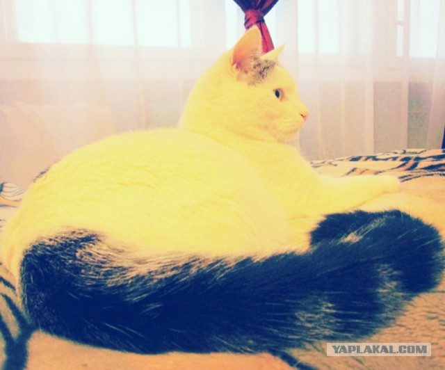 Котовторник 17.11.2015