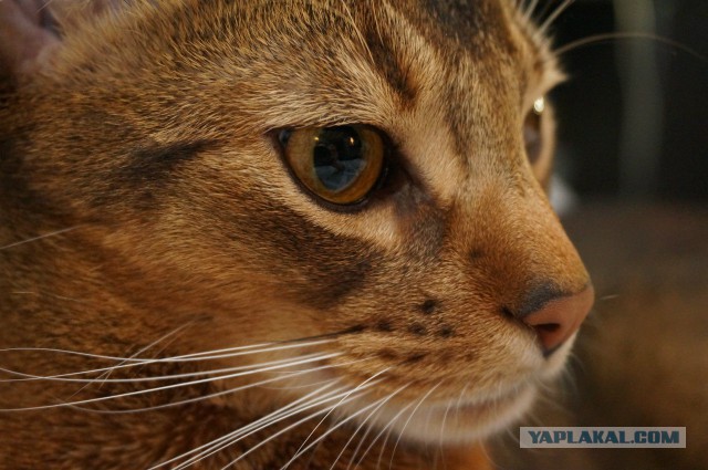 Пост невероятной кошачьей красоты. 25 фот.