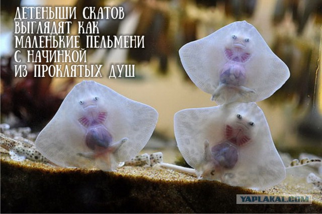 Вот такие детишки