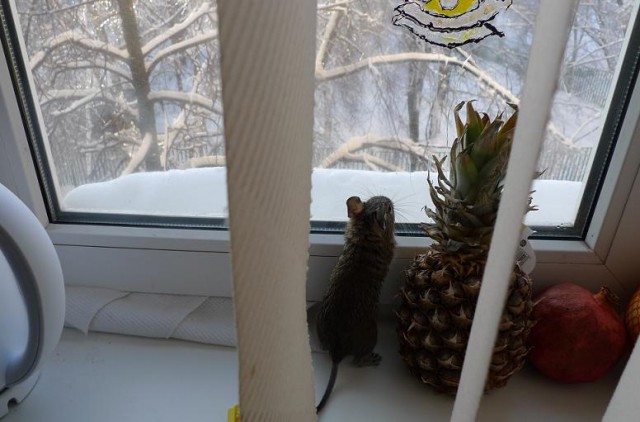 Подборка картинок 04.03.16