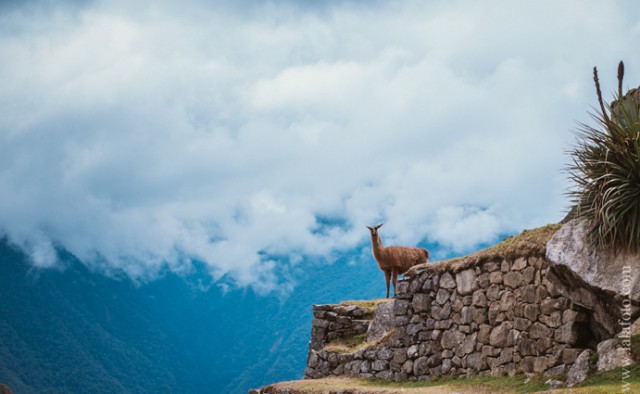 Перуанцы о русских. Три главных слова