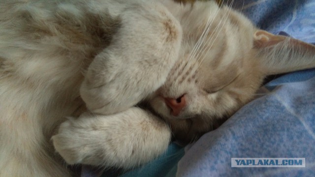 Котовторник 19.04.2016