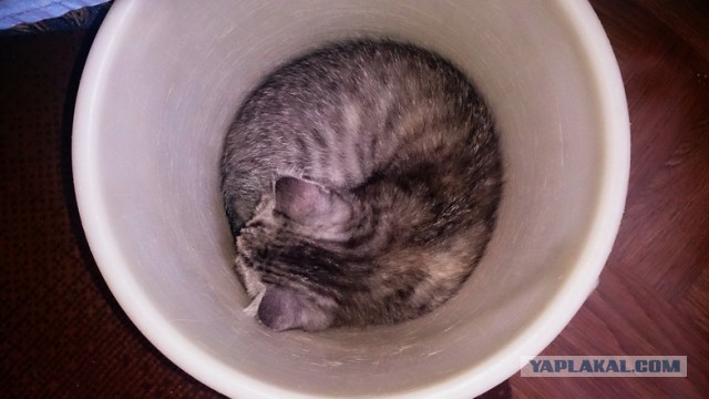 Котовторник 03.05.2016