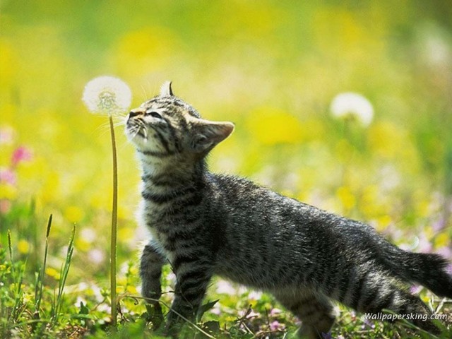 КошкоЛето!