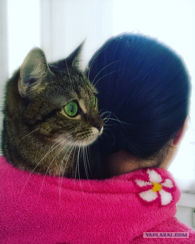 Котовторник 15.11.2016