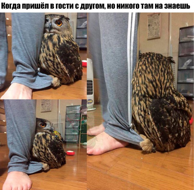Немного картинок