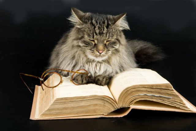 Коты из сети