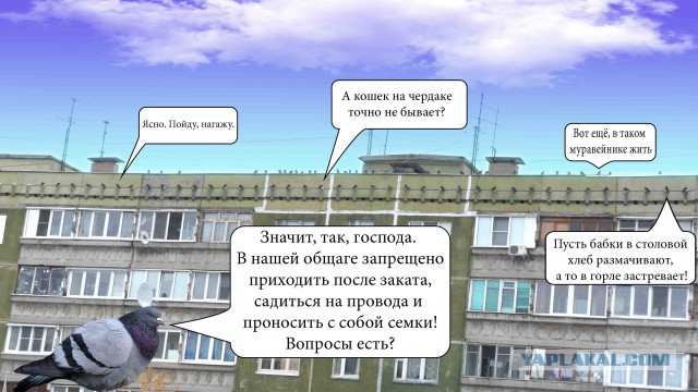 Забавные картинки вразнобой