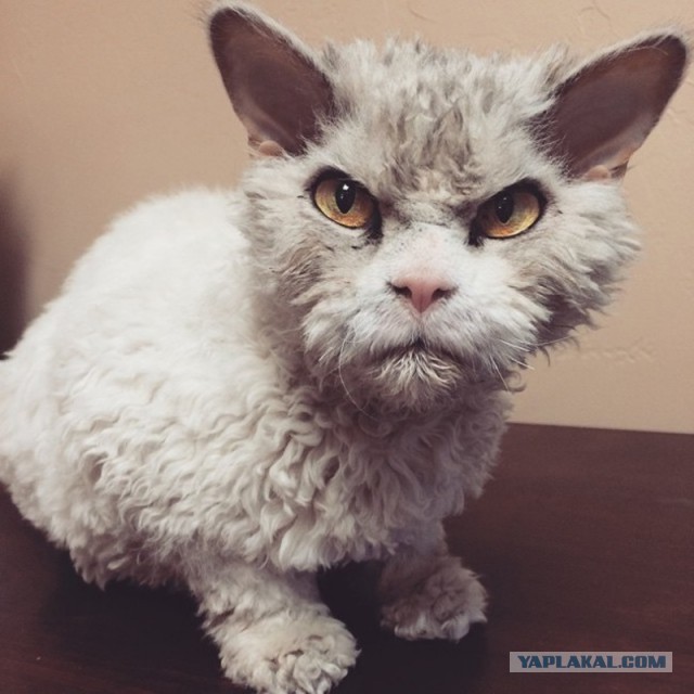 19 шикарных кошек, которые стоят целое состояние