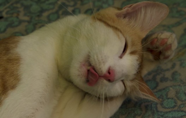 Коты и Кошки