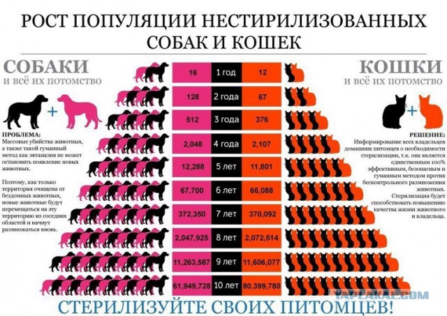 Четыре стадии кошки.