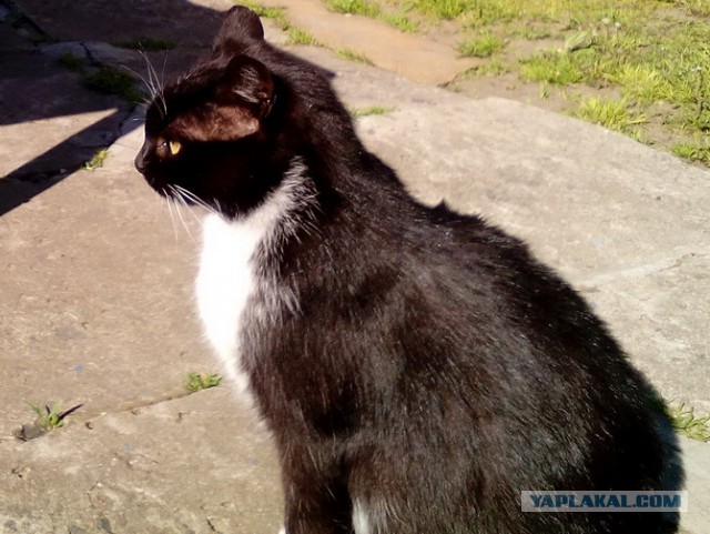 "Котовторник 26.09.2017"