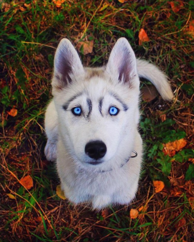 Всякая всячина