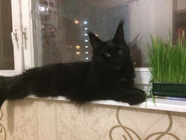 Котовторник!