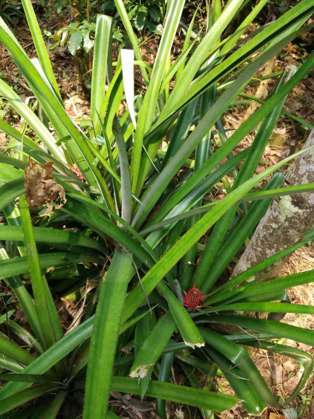 К живым мостам и обратно. Заметки из Индии