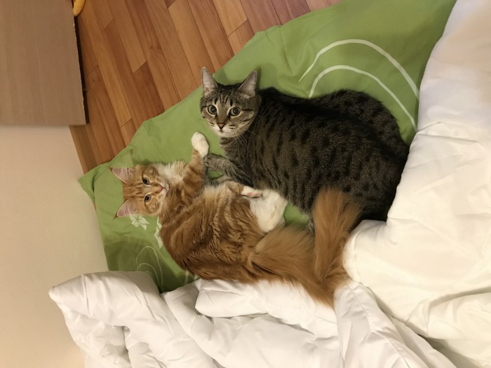 Котовторник 22.05.2018