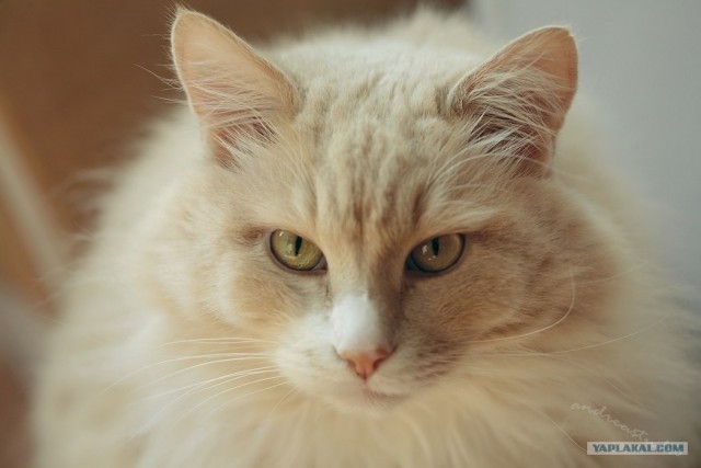 Забыли котовторник? А вот он!