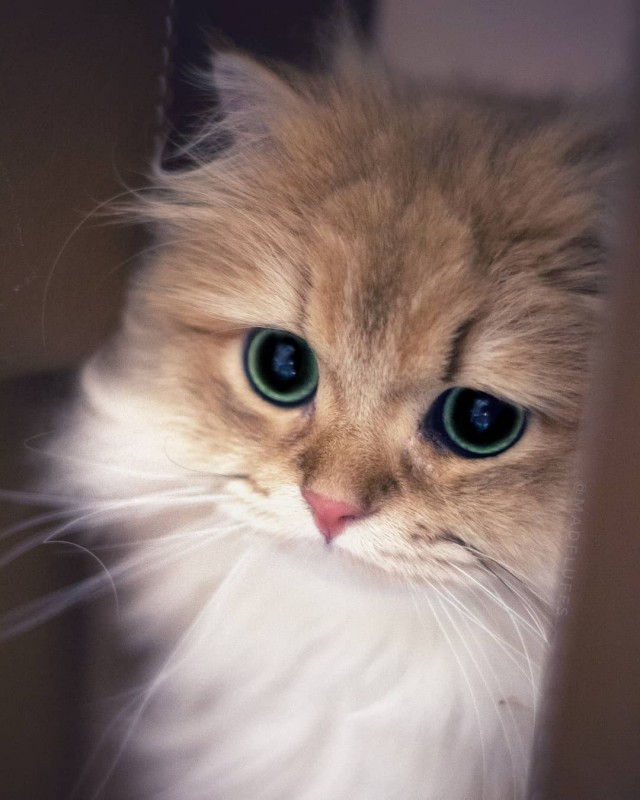 Прикольных котов пост