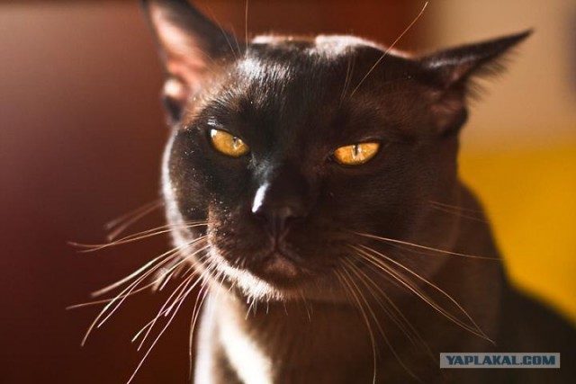 Котовторник на 22 июня