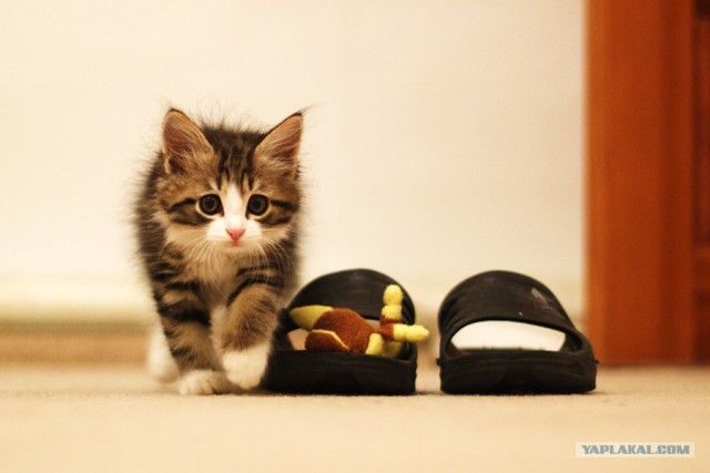 Начинаем котовторник!