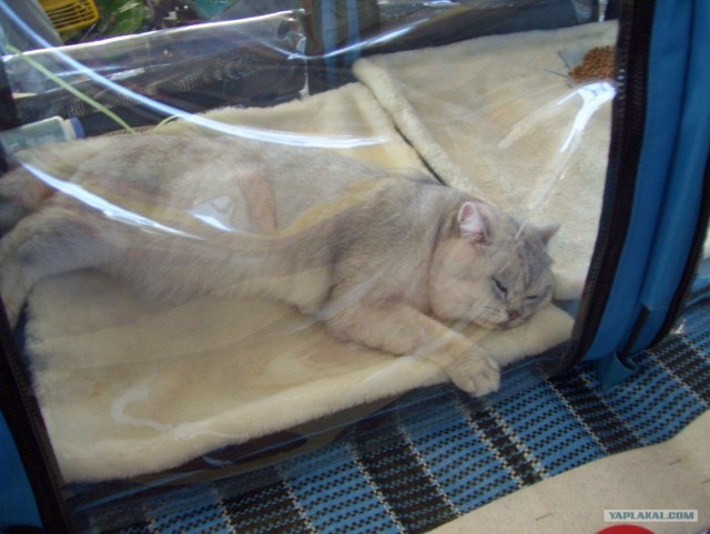 Сонный Котовторник