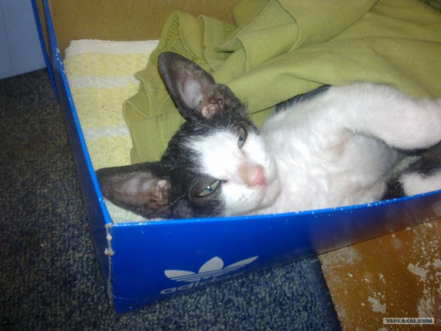 Котовторник! 11.10.11