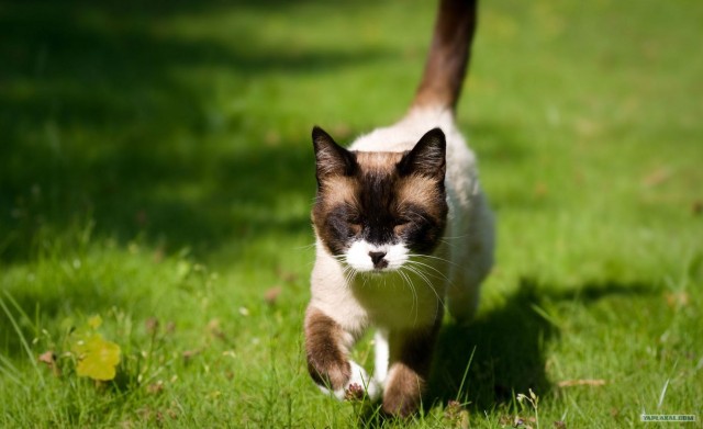 Котовторник (начало в супермаркете!)