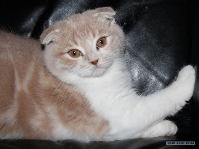 Котовторник!