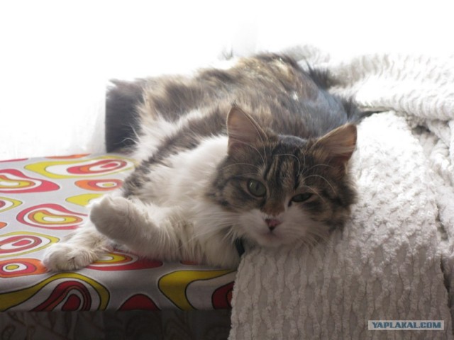 Котовторник (07.02.2012)