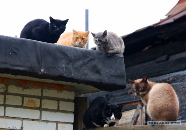 Котовторник 27.03.2012