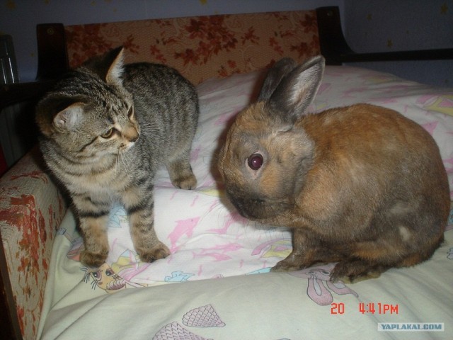 Котовторник 24.04.2012
