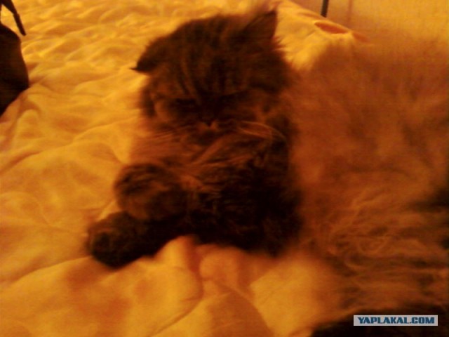 Котовторник 29.05.2012