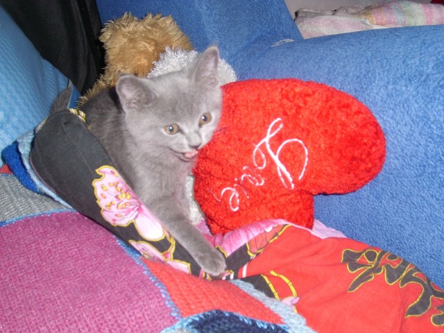 Котовторник  14.08.2012.