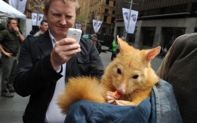 День исчезающих видов животных