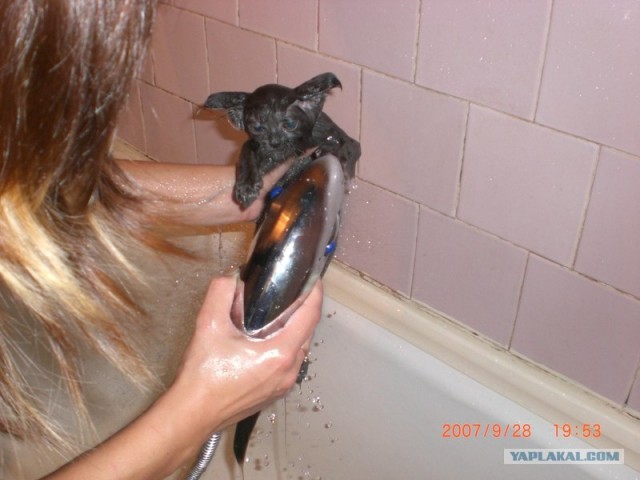 Как котейку мыли