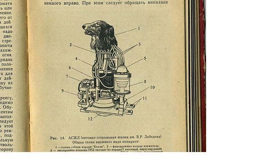 Человекоподобные роботы живут в Чернобыле?
