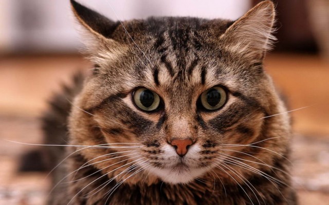 Котофеев пост