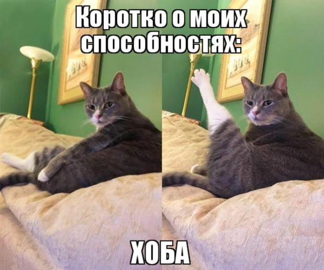 Смешные коты 18.08.20