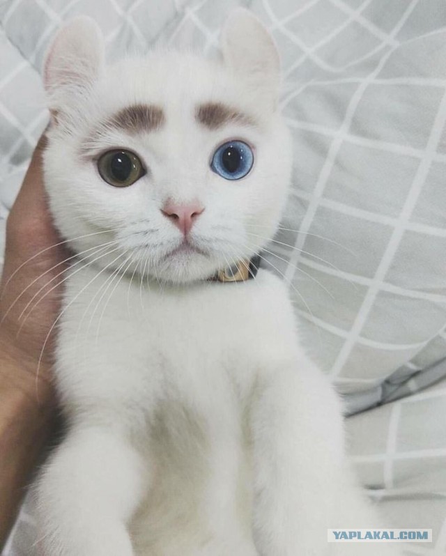 Котовторник?! Коты во вторник!