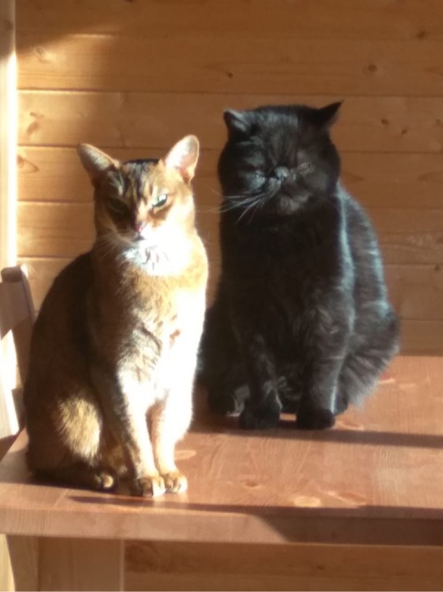 Котовторник же очередной