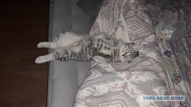 Давайте постить своих котов и кошек
