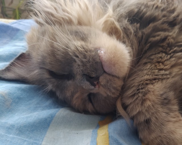 Последний котовторник лета