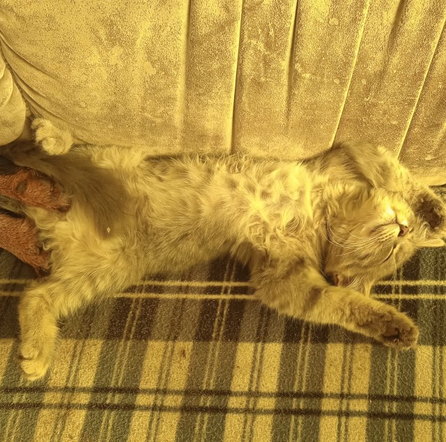 Котовторник