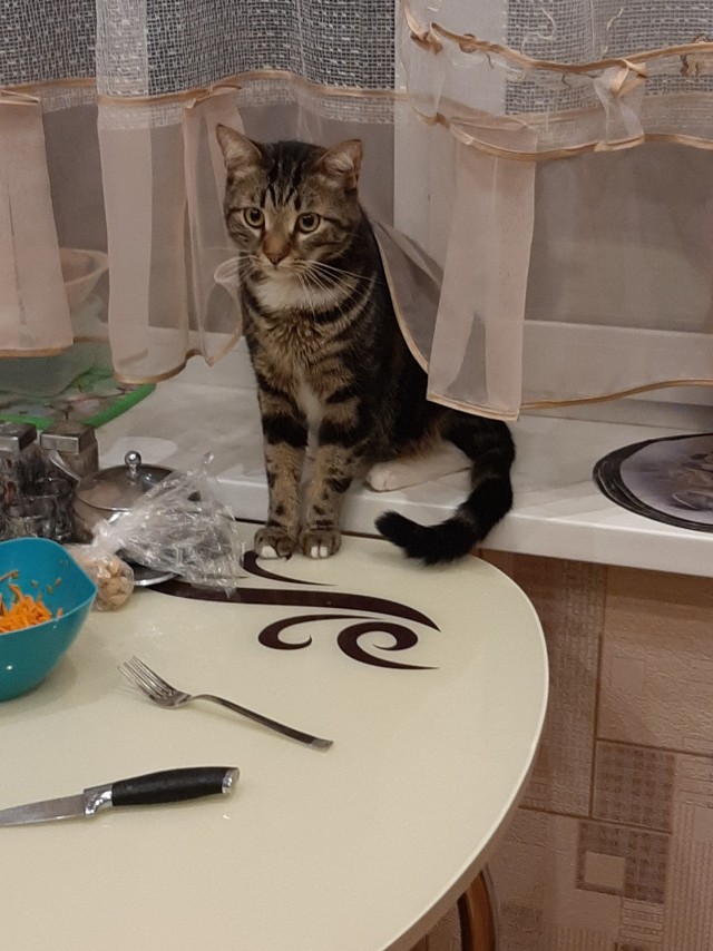 С Вами котейка разговаривает?
