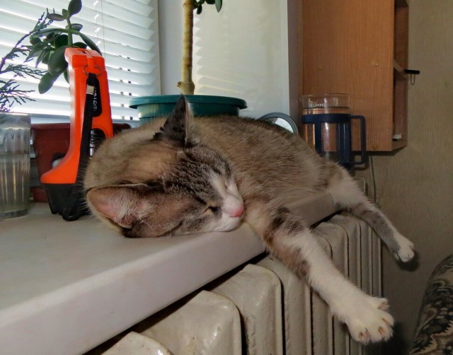 Котовторнику быть