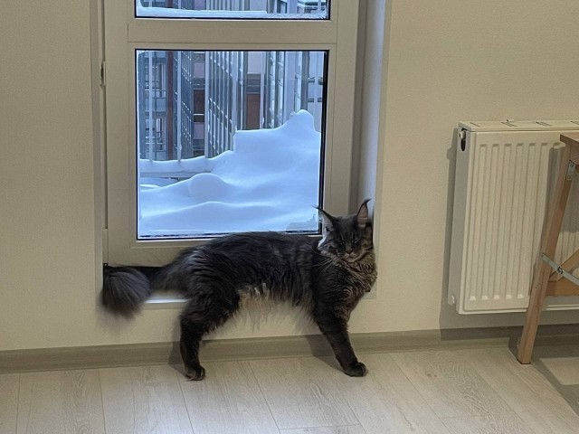 Господа и дамы ЯПа! Котовторник у нас начался! Отойдите от политоты и давайте котиков побольше!