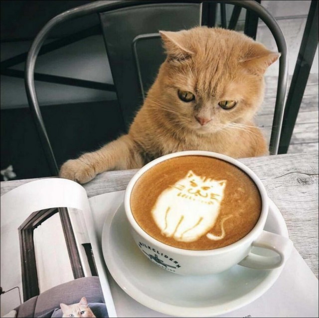 Забавные и милые котейки