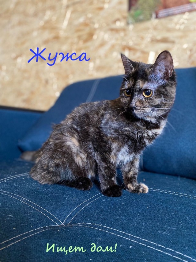 Жизнь домашнего приюта "Котоленд" 331